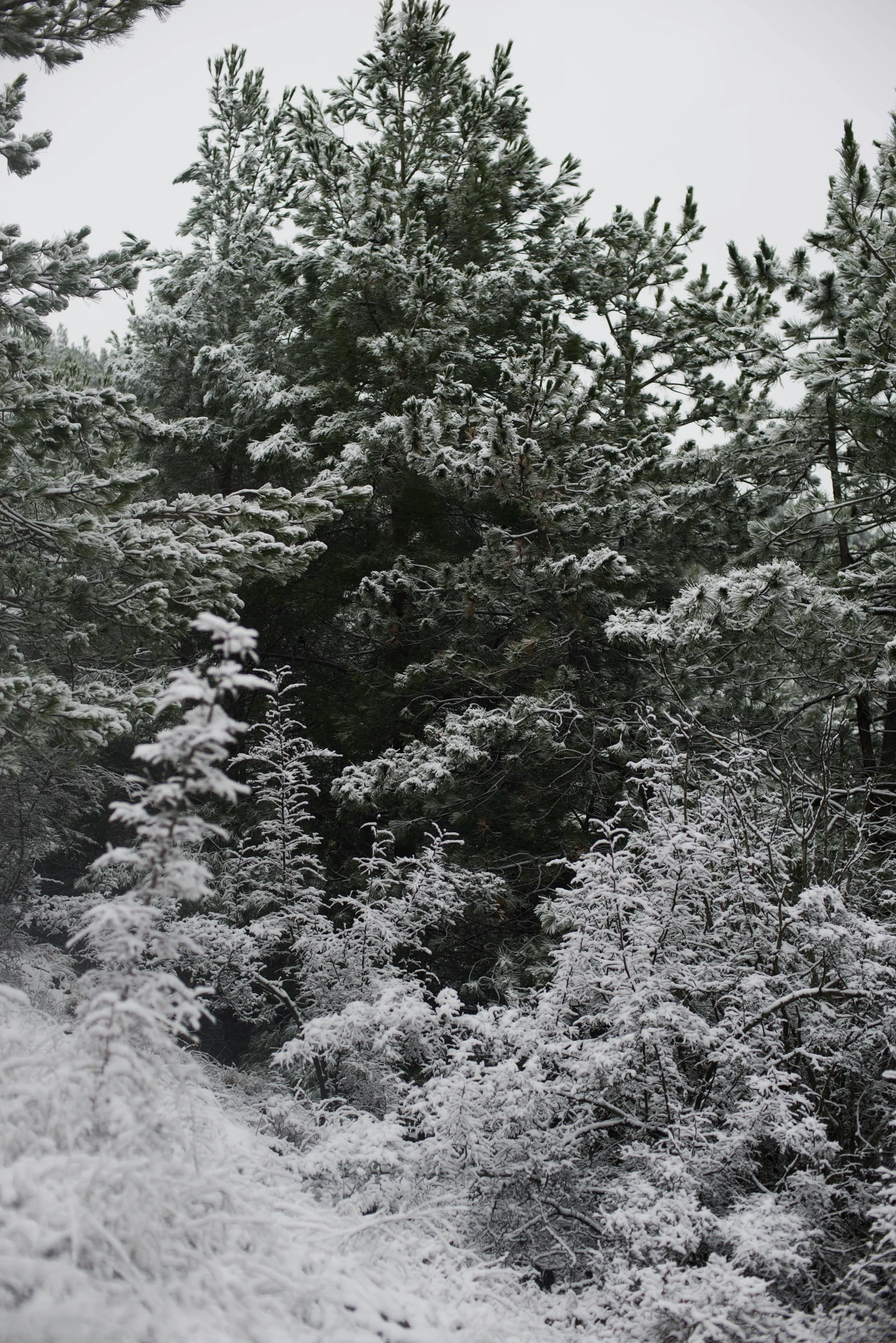 trees and snow on side of road under cloudy sky