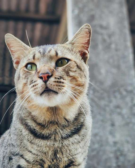 a striped cat with big green eyes staring off into the distance