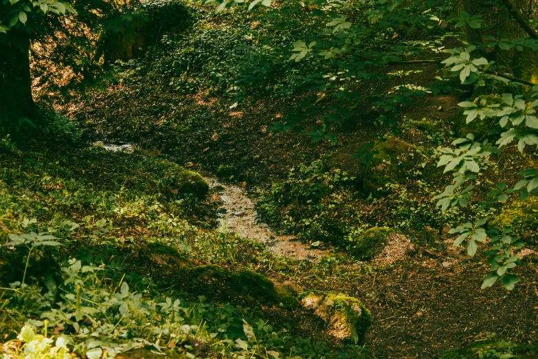 an image of a dirt road in the forest