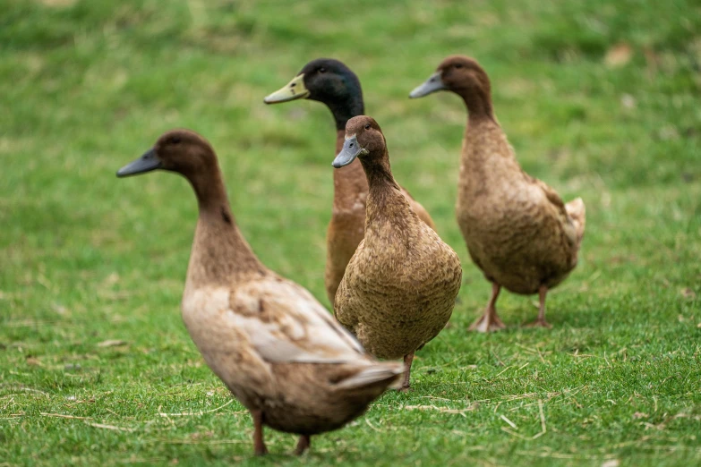 a group of three duck walking across a field