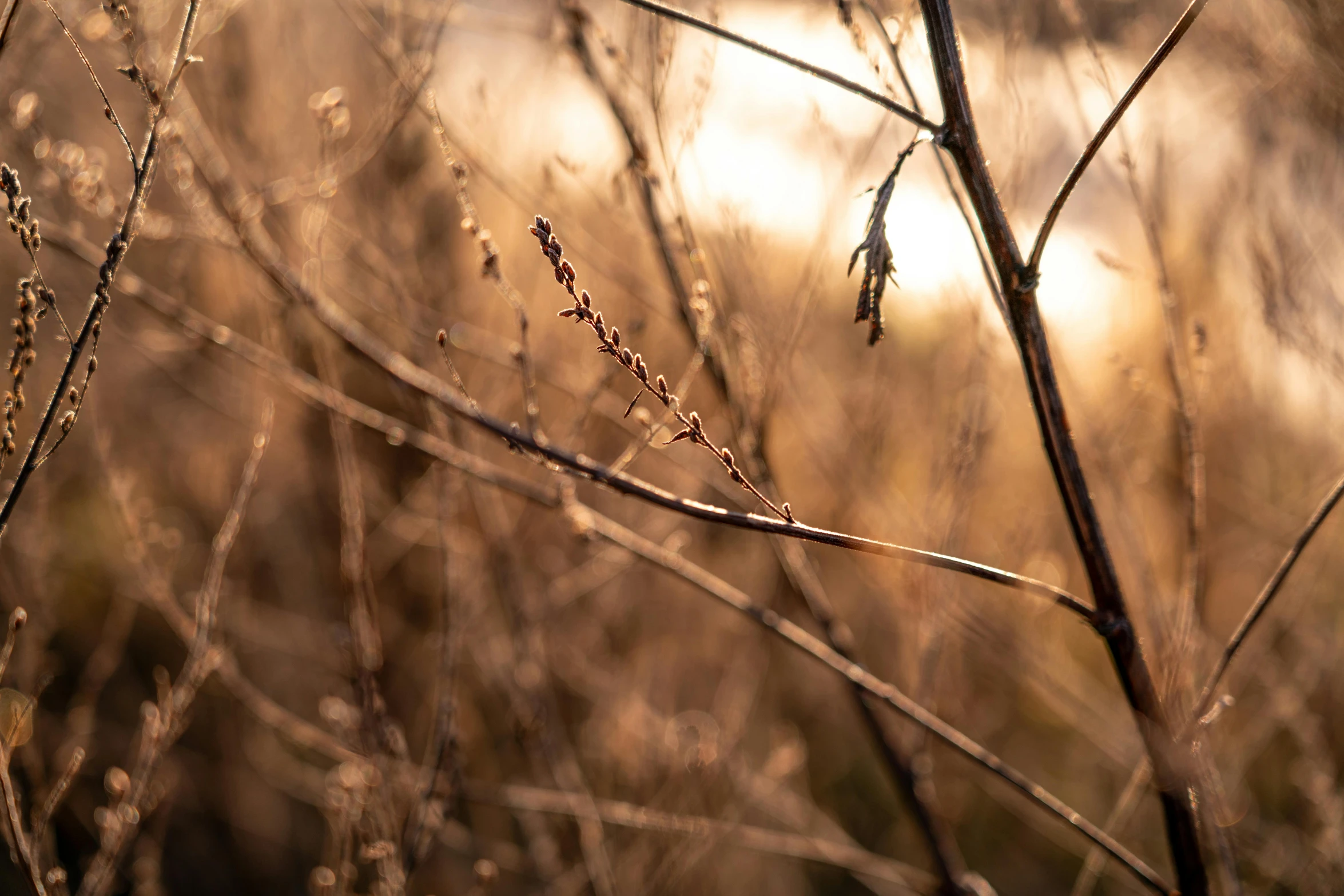 a dried up plant next to water near trees