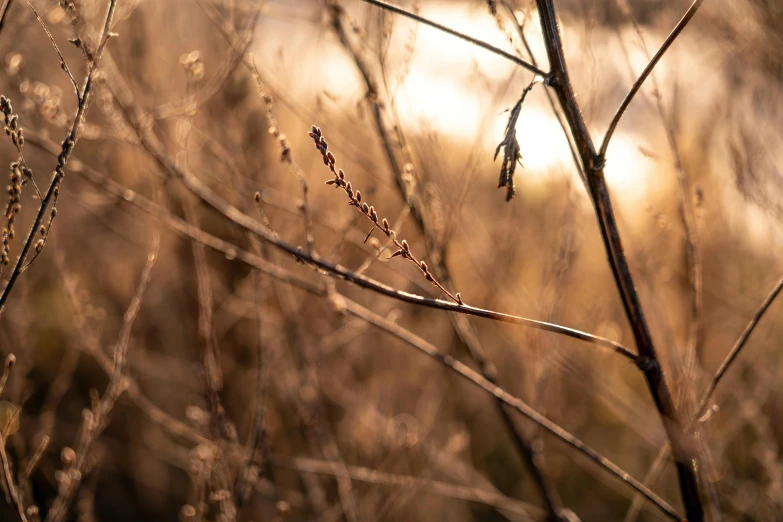 a dried up plant next to water near trees