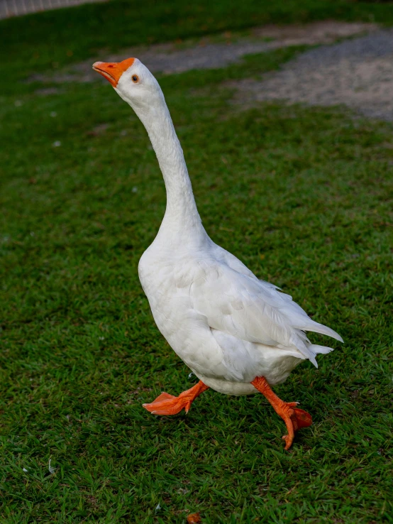 a white duck standing in the grass next to a bird