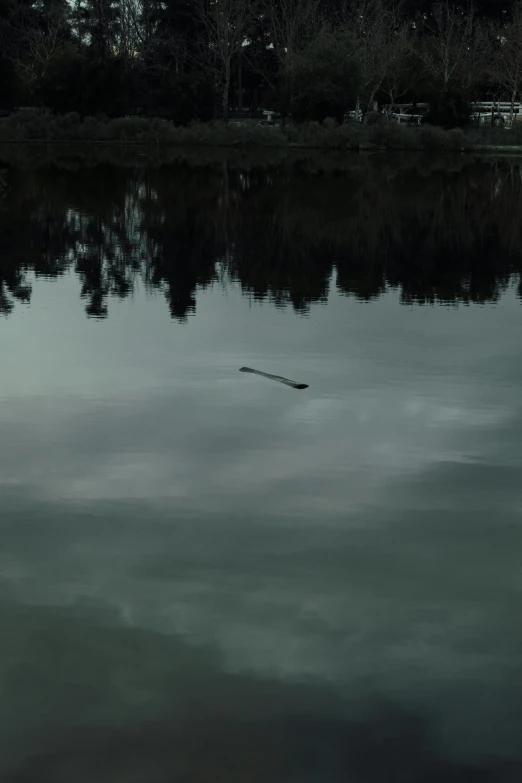 trees reflected in the water of a lake