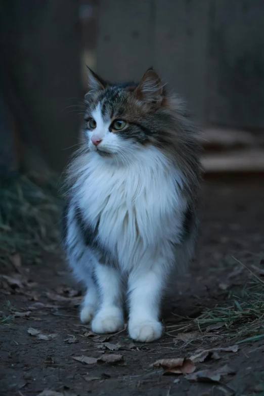 a fluffy cat standing on the ground looking off into the distance