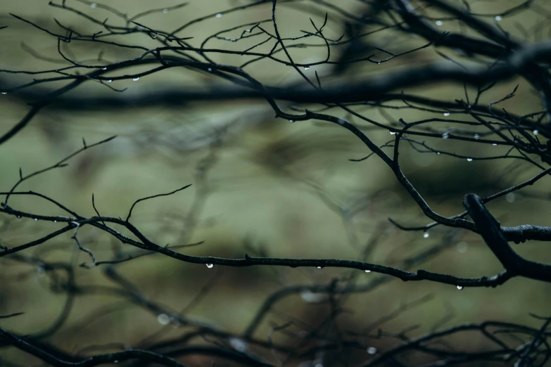 raindrops on nches as the sun shines through