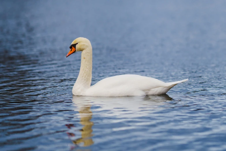 a close - up of a swan swimming on water