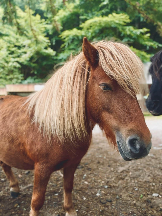 a close up of a pony near some other horses