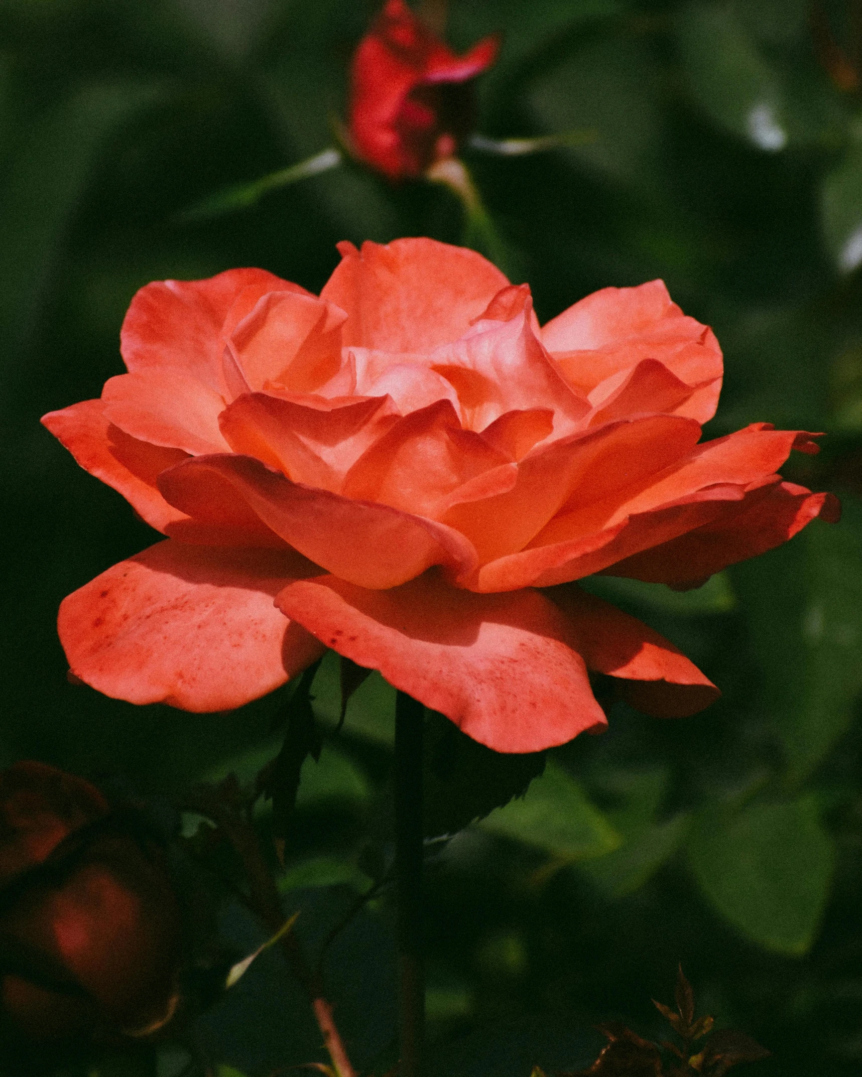 an orange rose is in full bloom, surrounded by green leaves