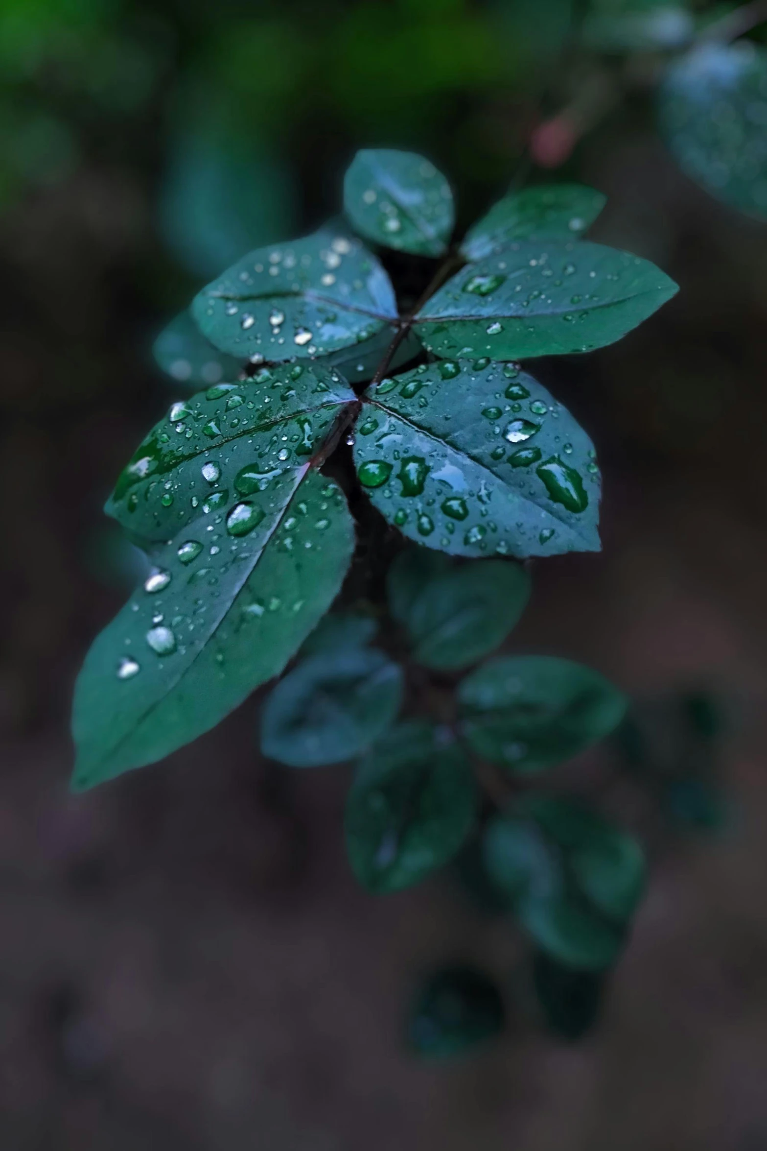 rain -drops on a green leaf on a nch