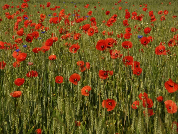 a field of red flowers that are very tall