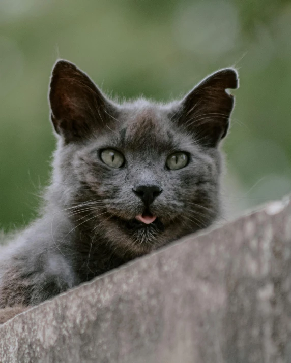 a grey cat sitting on top of a wooden ledge