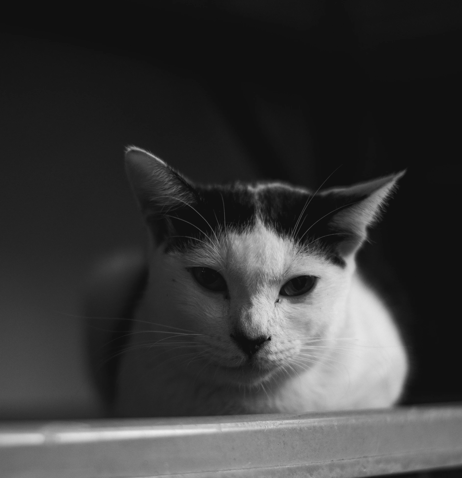 a cat is sitting on a ledge by the window