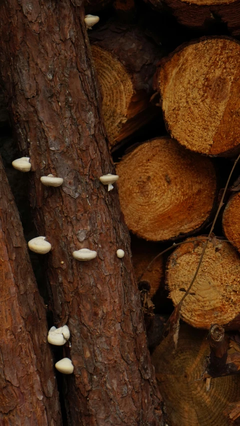 a bunch of trees that have mushrooms on them