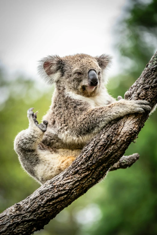 a koala bear sitting on top of a tree nch