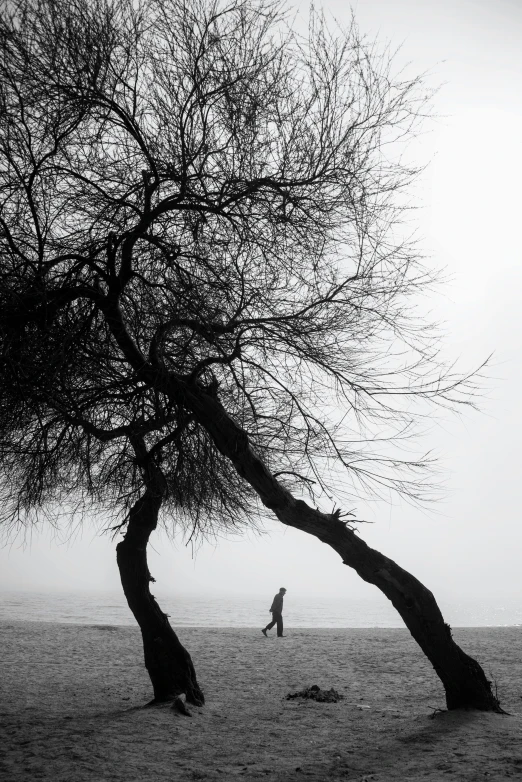 a person walking down a beach next to a tree
