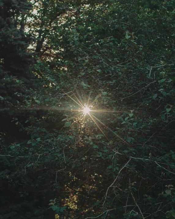 a view of the sun through some trees