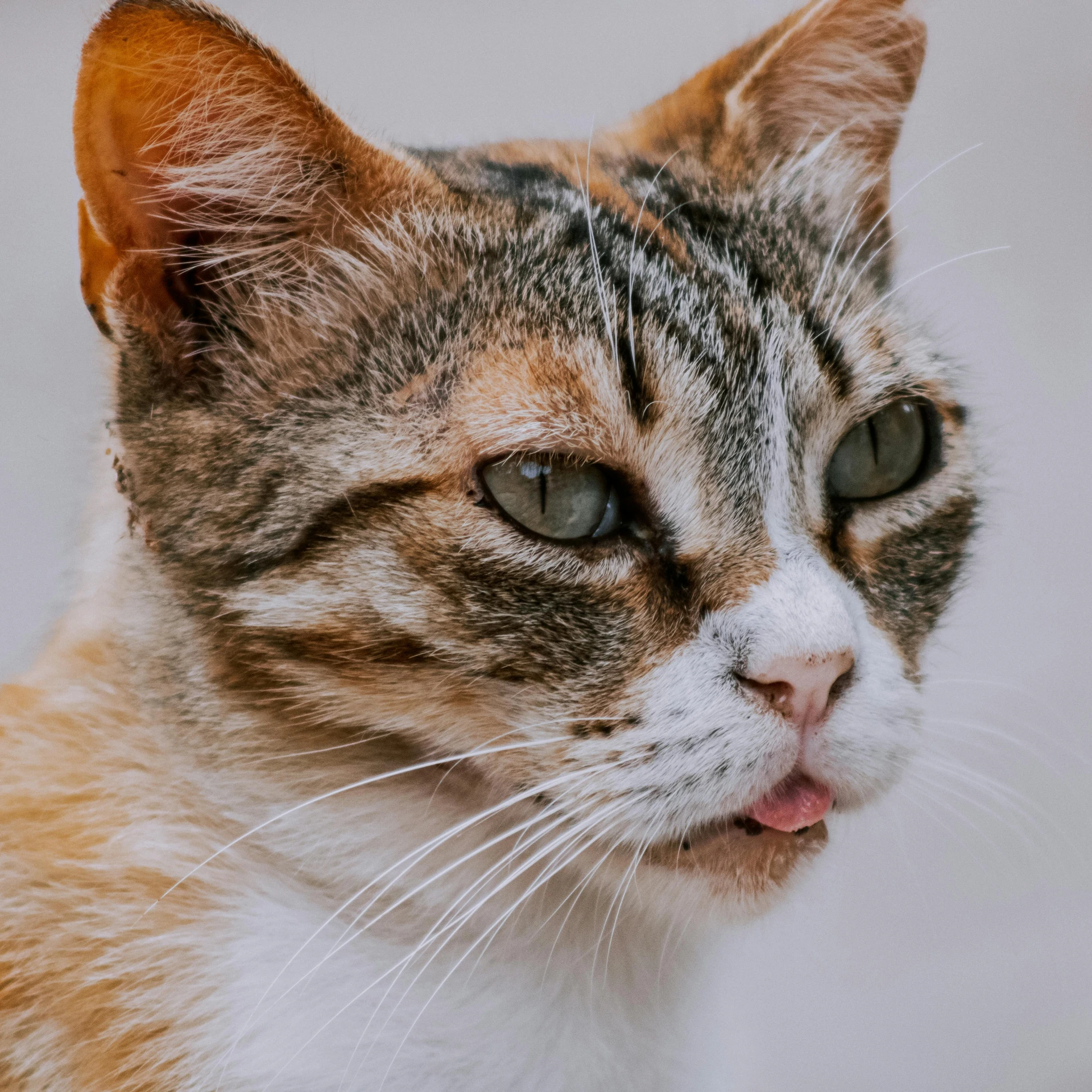 an adult brown black and white cat with a tongue out