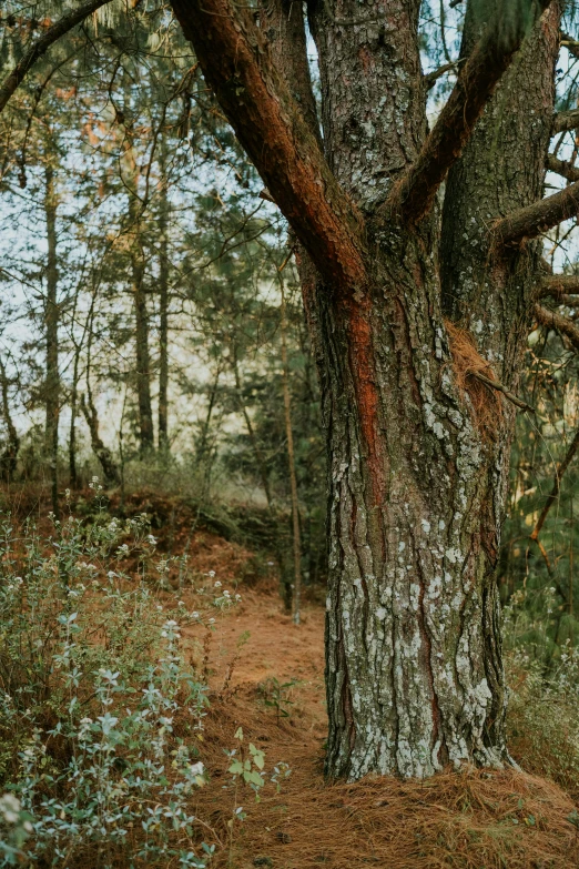 a big old tree in a wooded area