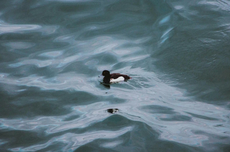 an image of a duck in the water