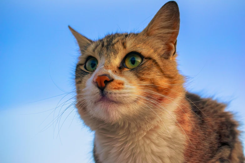 this cat looks like he has just taken a look at the sky