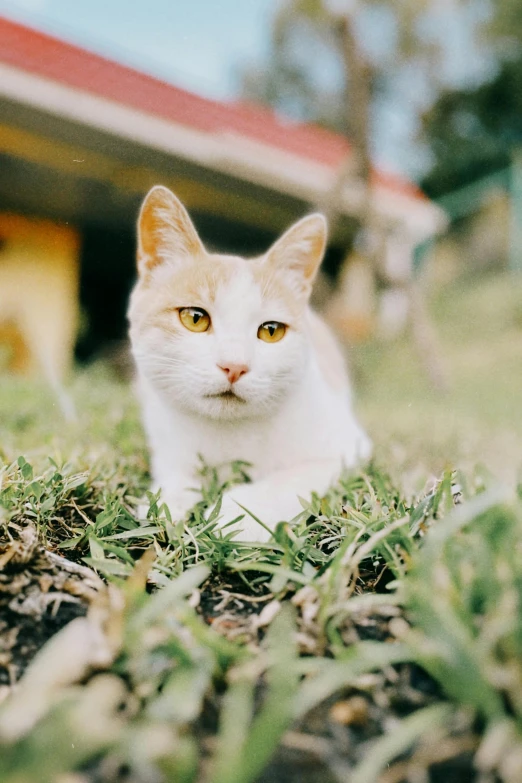 a cat sits on the grass outside