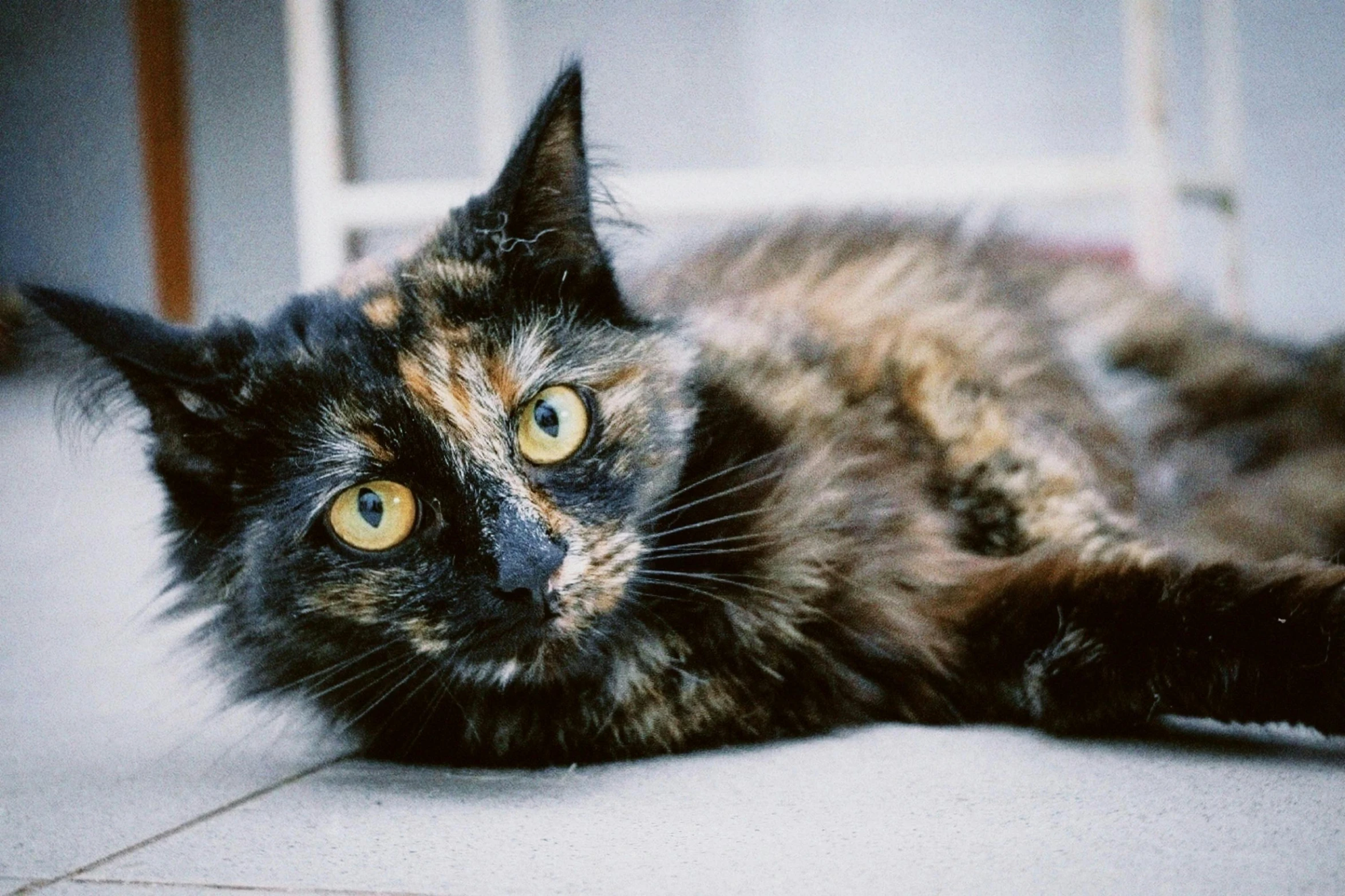 a cat laying down on a tile floor