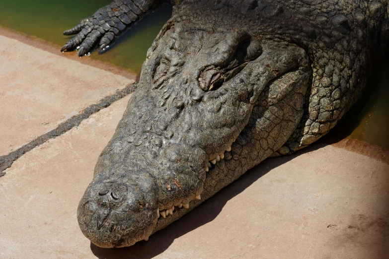 the large alligator is sitting on the floor