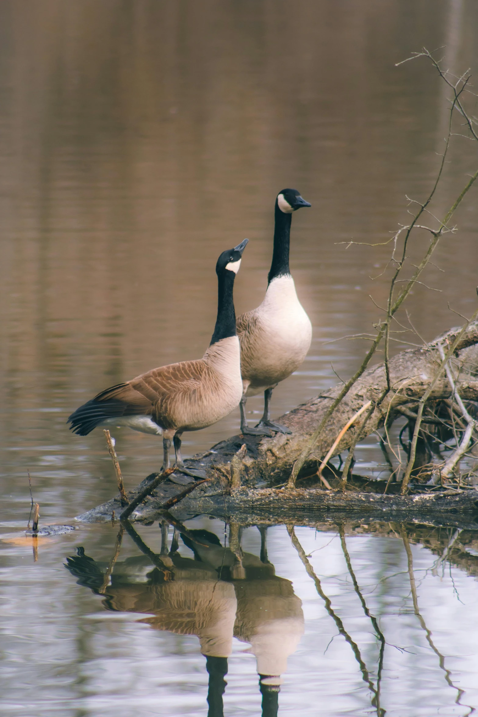 two geese standing in the water together