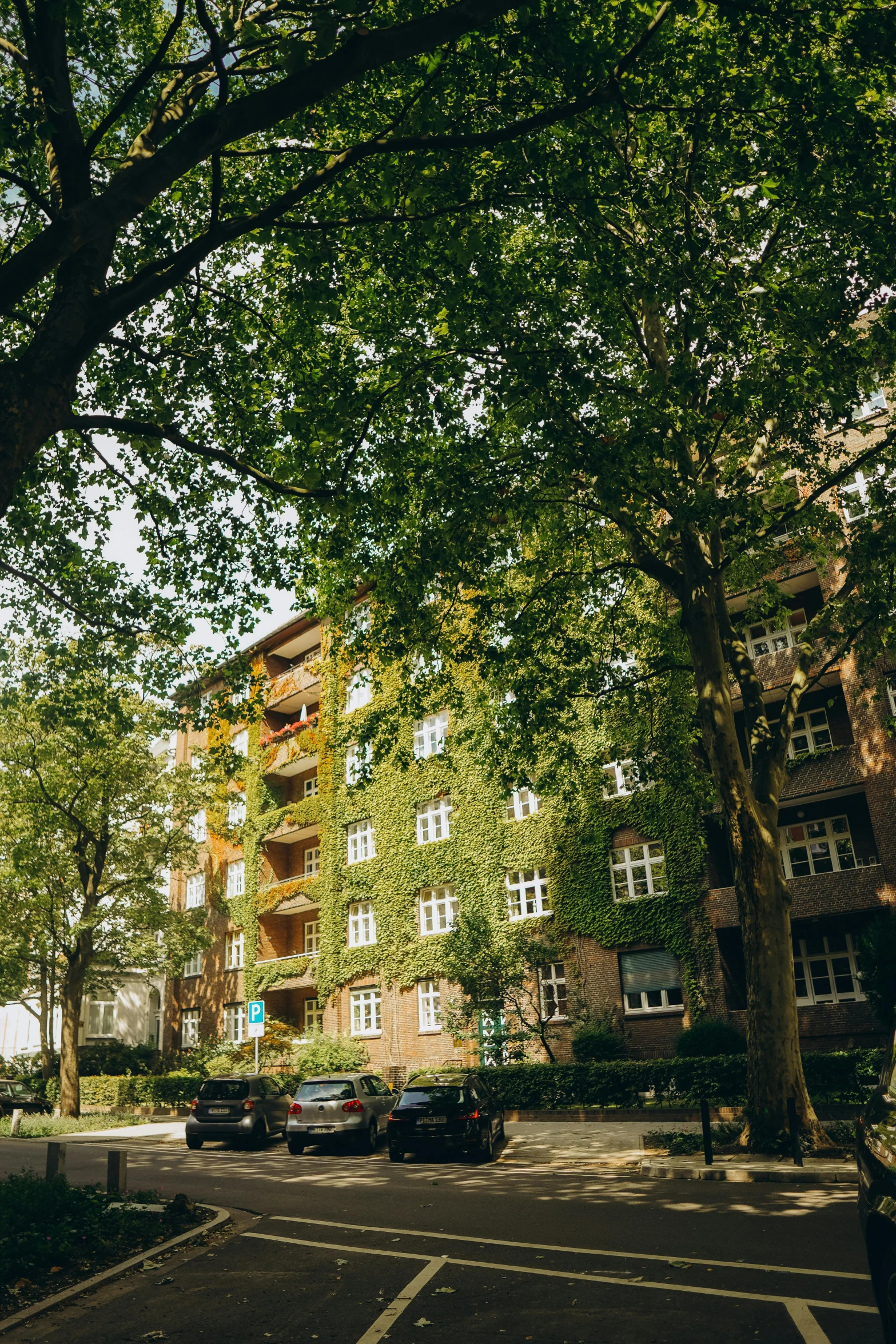 cars parked on a city street near large green trees