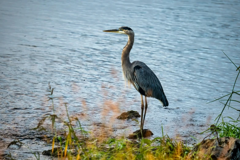 the bird is standing on the rocks near the water