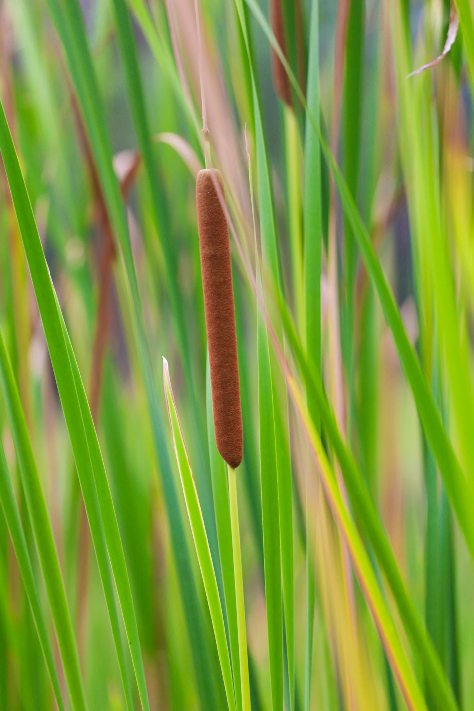 a slug hanging from tall grass near a river