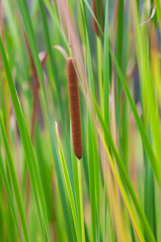 a slug hanging from tall grass near a river