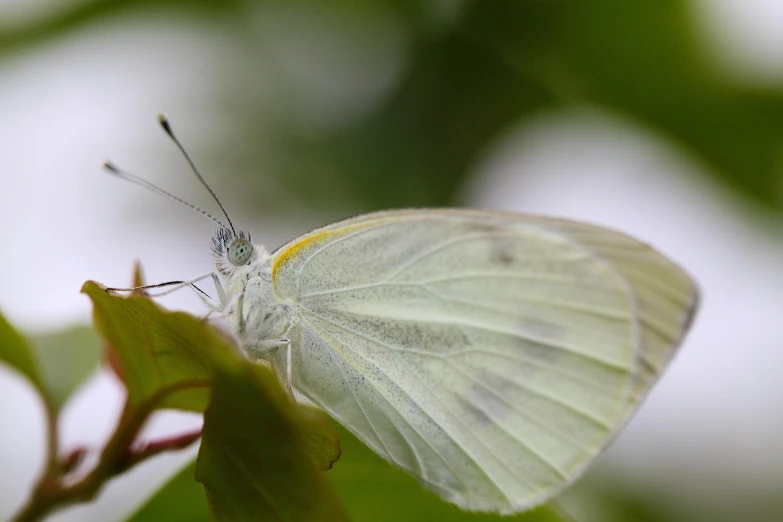 a white erfly perched on a green leaf