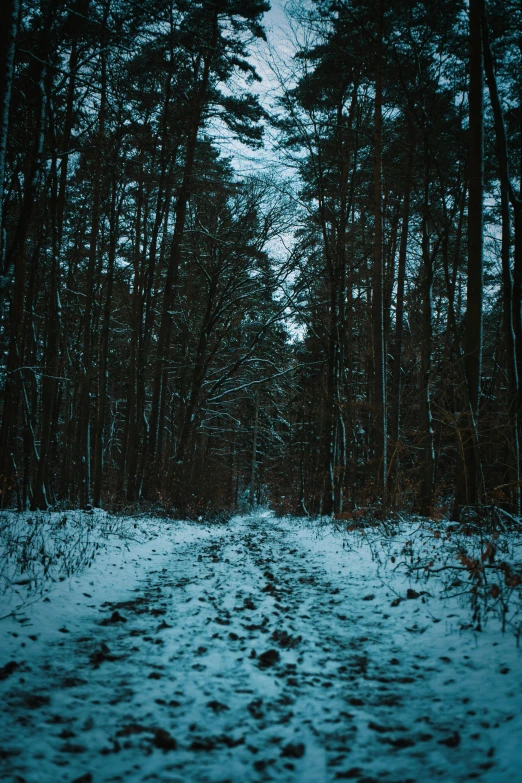 this is a pograph of snow and trees