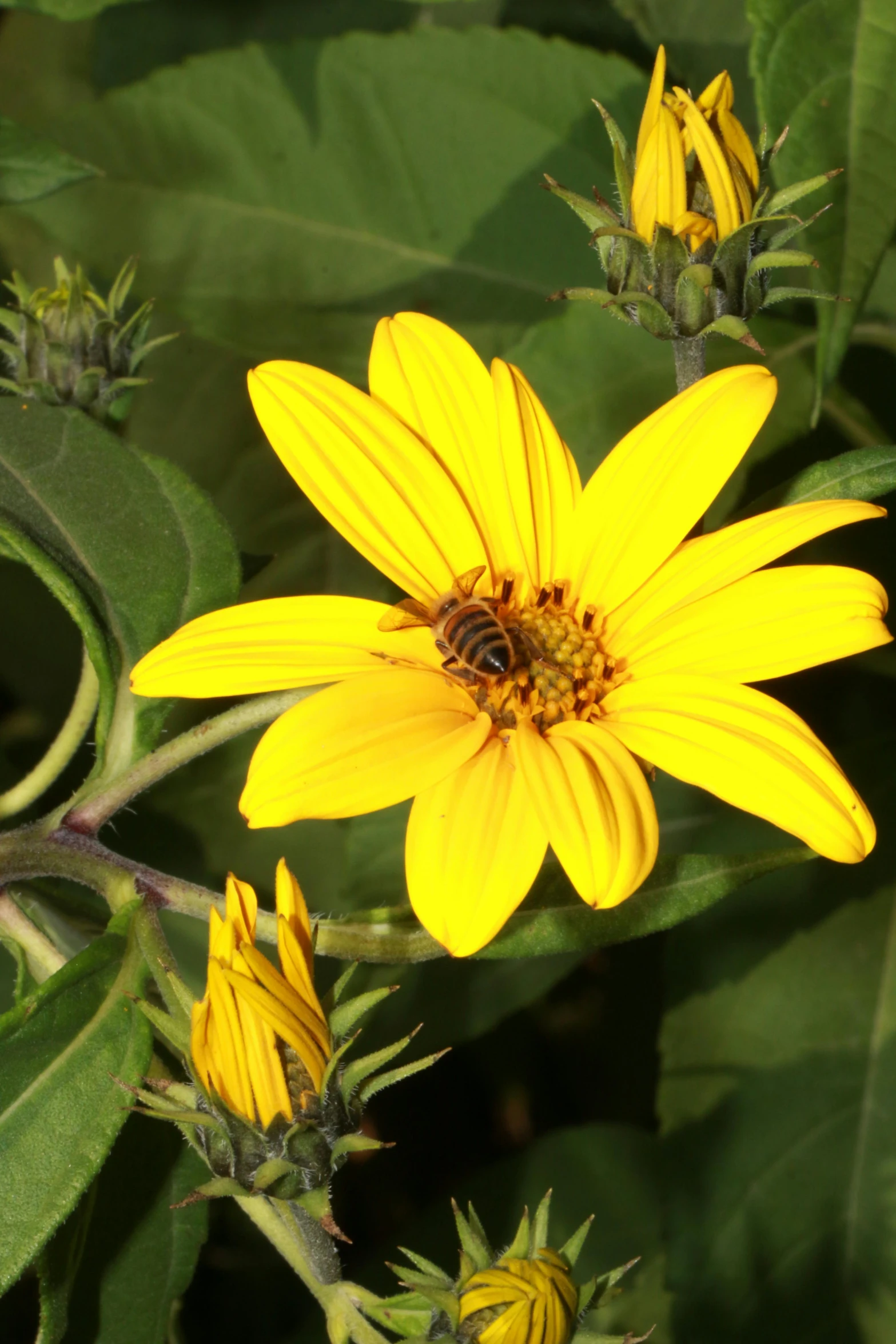 a bee sitting on the yellow flower with leaves