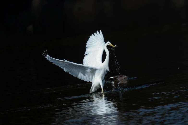 a white heron is grabbing a fish in the water