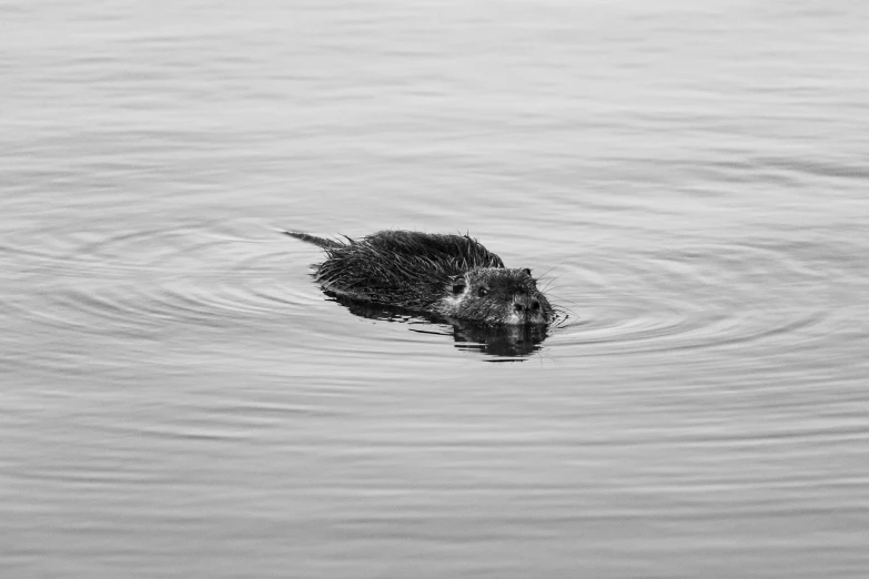 a duck floating on top of a body of water