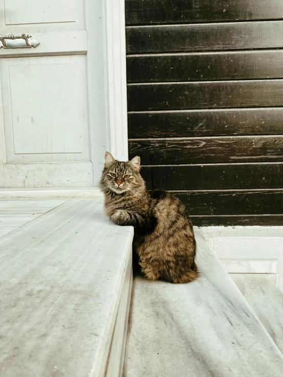 there is a very cat sitting on the ledge