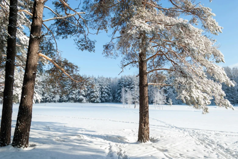 trees covered in snow near the ground