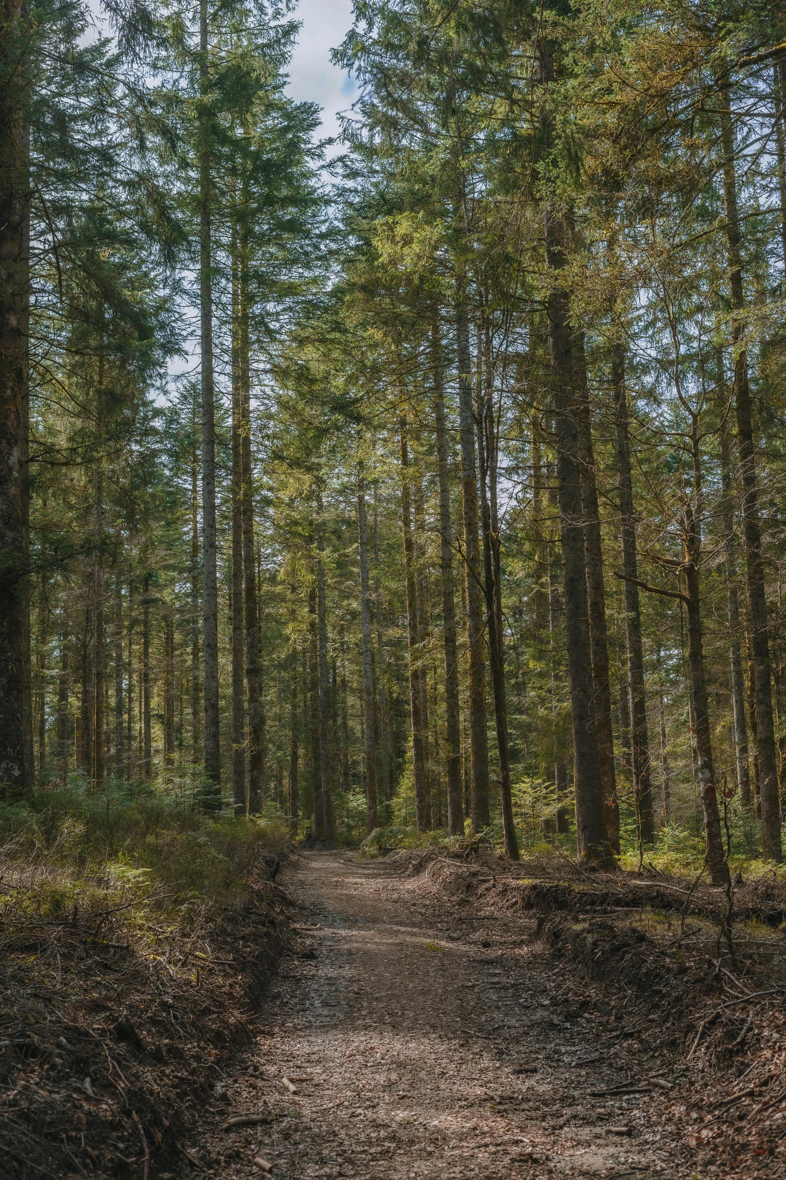 the trail through a wooded area in autumn