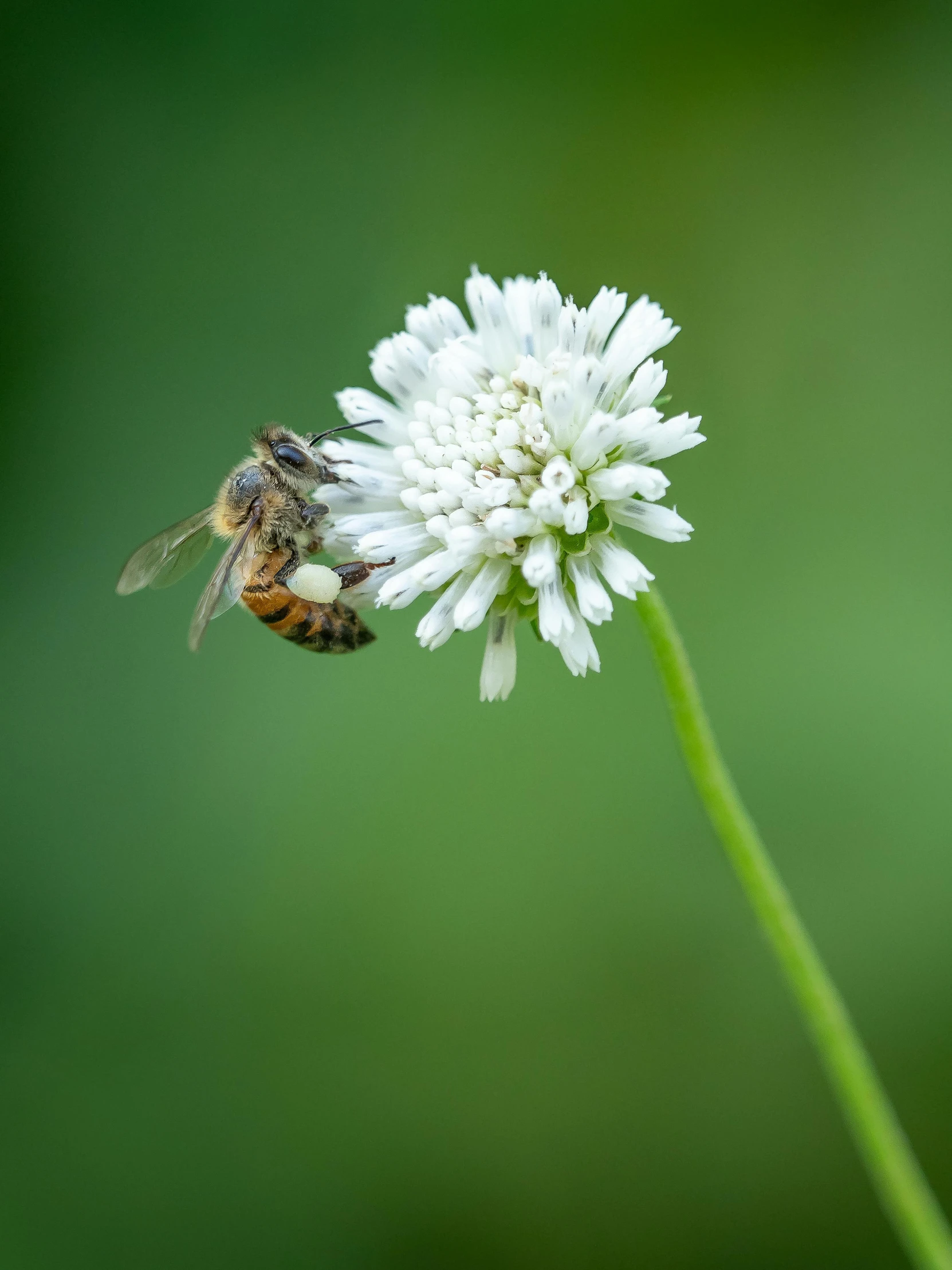 there is a bee flying on top of a flower