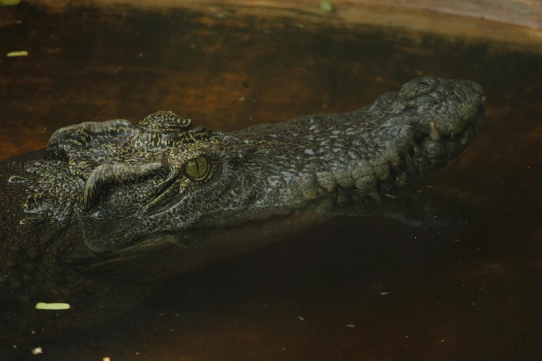 an alligator is resting in the dark water