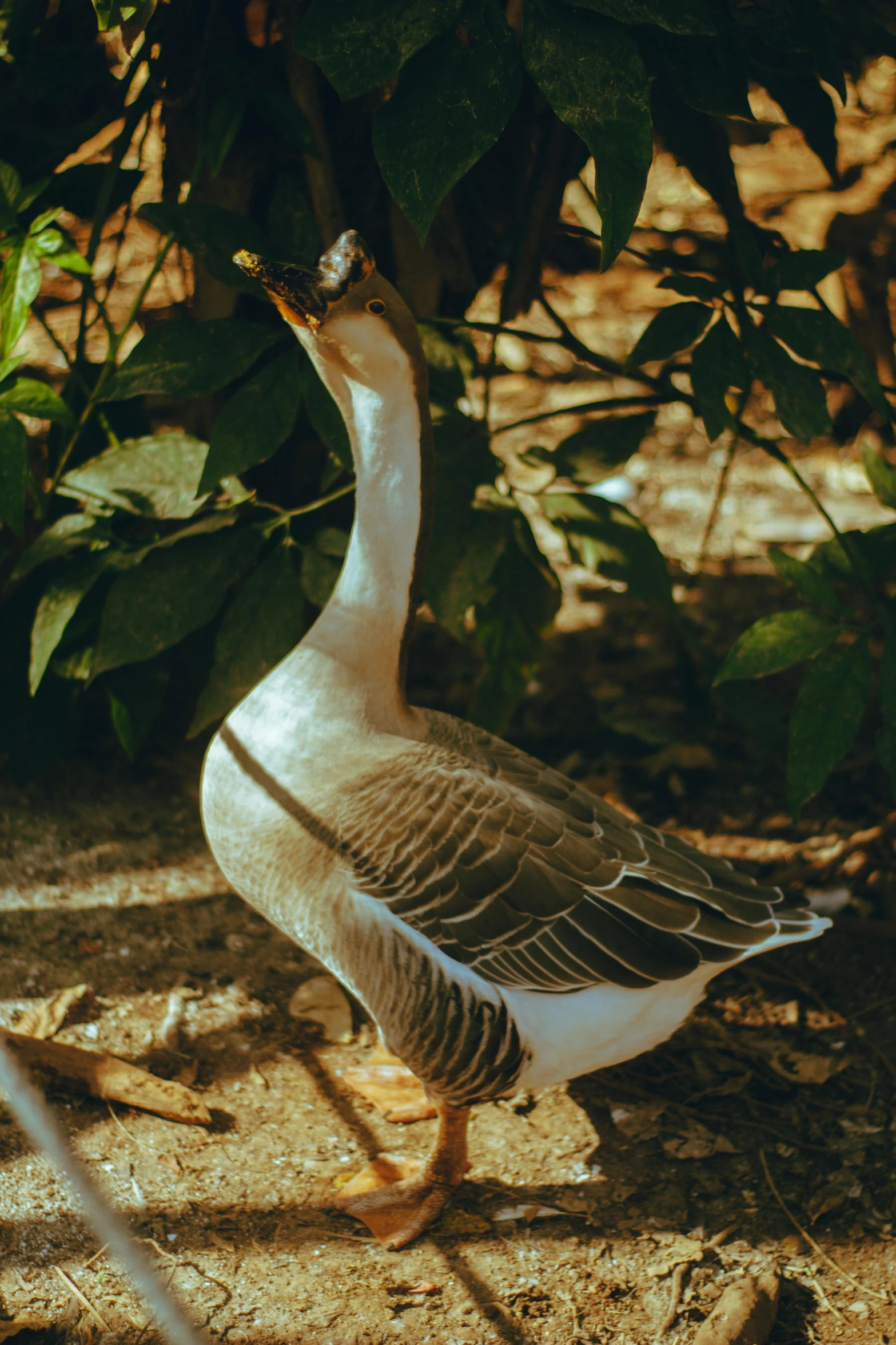 a large white goose standing in dirt with trees behind it