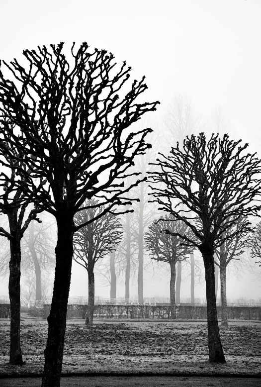 a row of trees sit in the fog