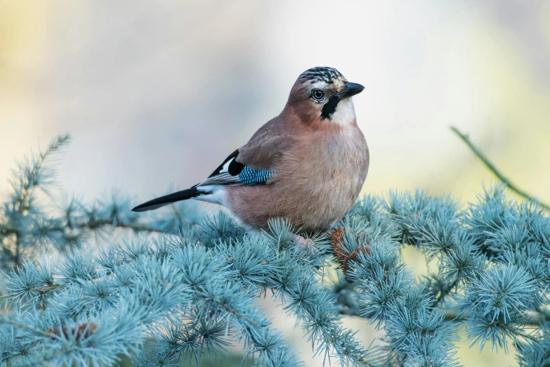 a blue and gray bird is on a nch