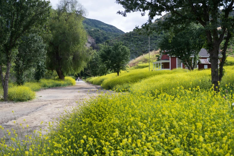 yellow wild flowers line the side of a road