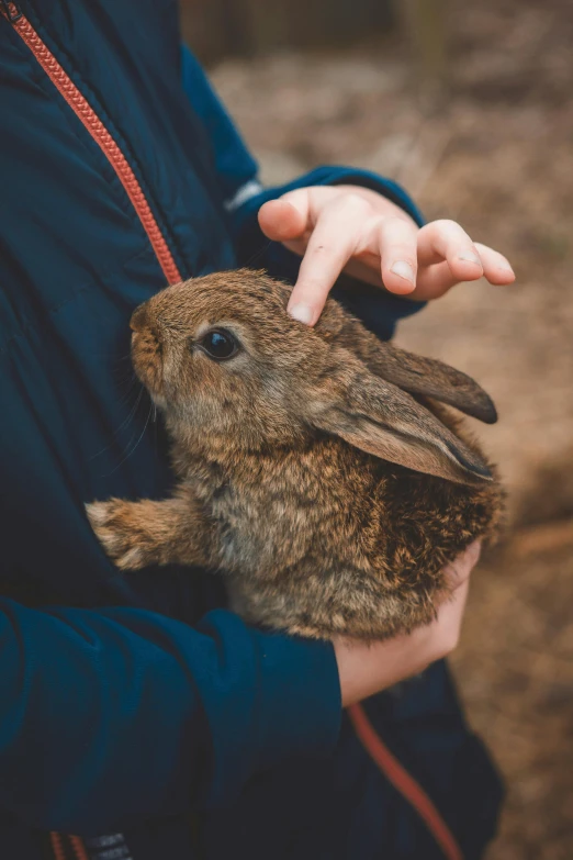 a person holding onto an animal, which is brown