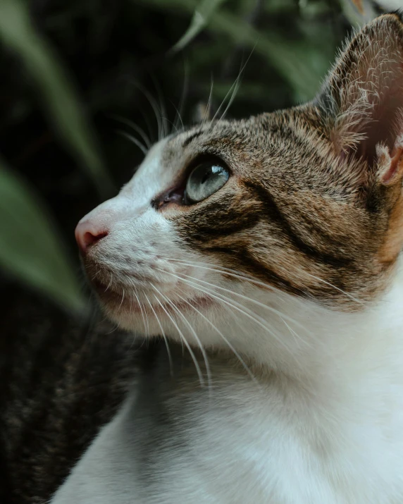 a close up view of a cat with blue eyes