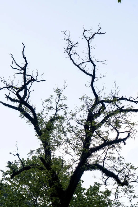 a bare tree that is standing tall in the grass